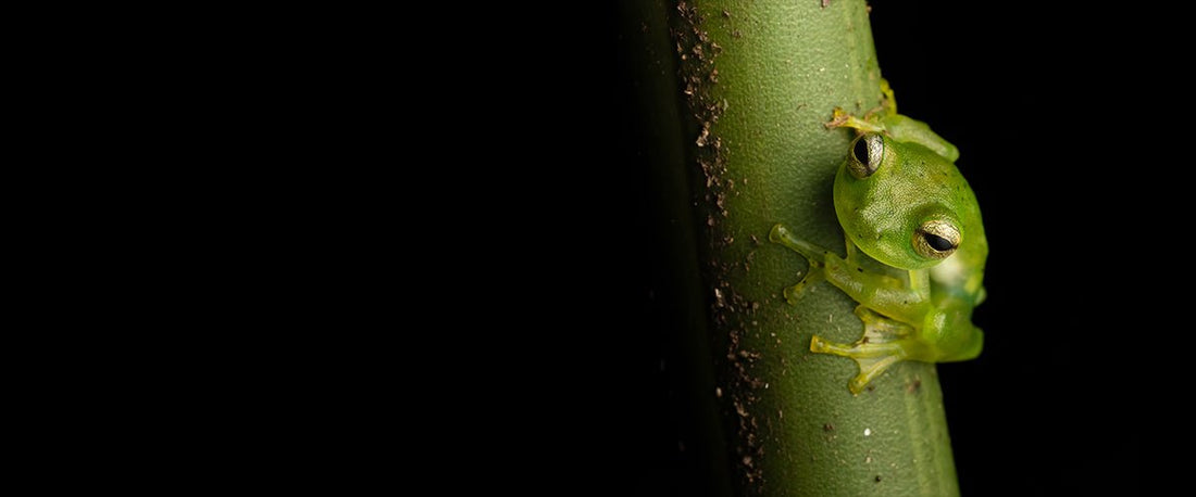 Die Schönheit der Wildtierfotografie in Costa Rica - Lenny Montenegro