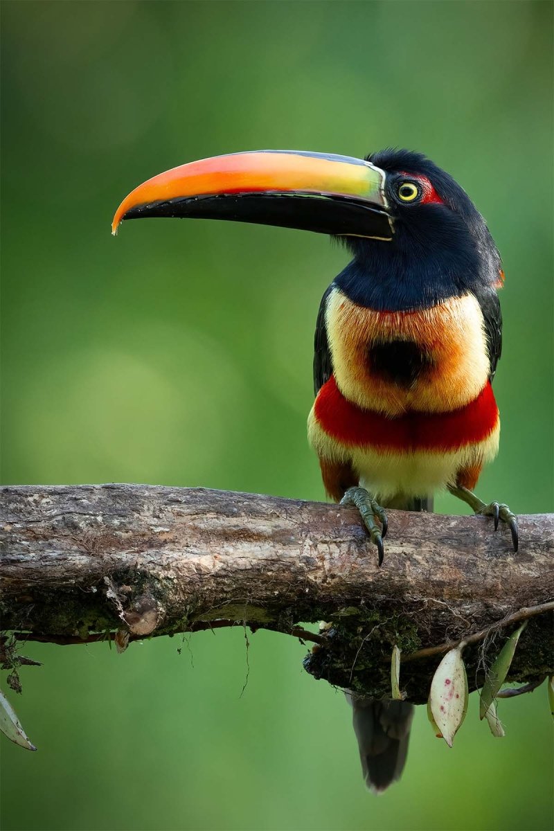 Manuel Antonio National Park Tour - Lenny Montenegro