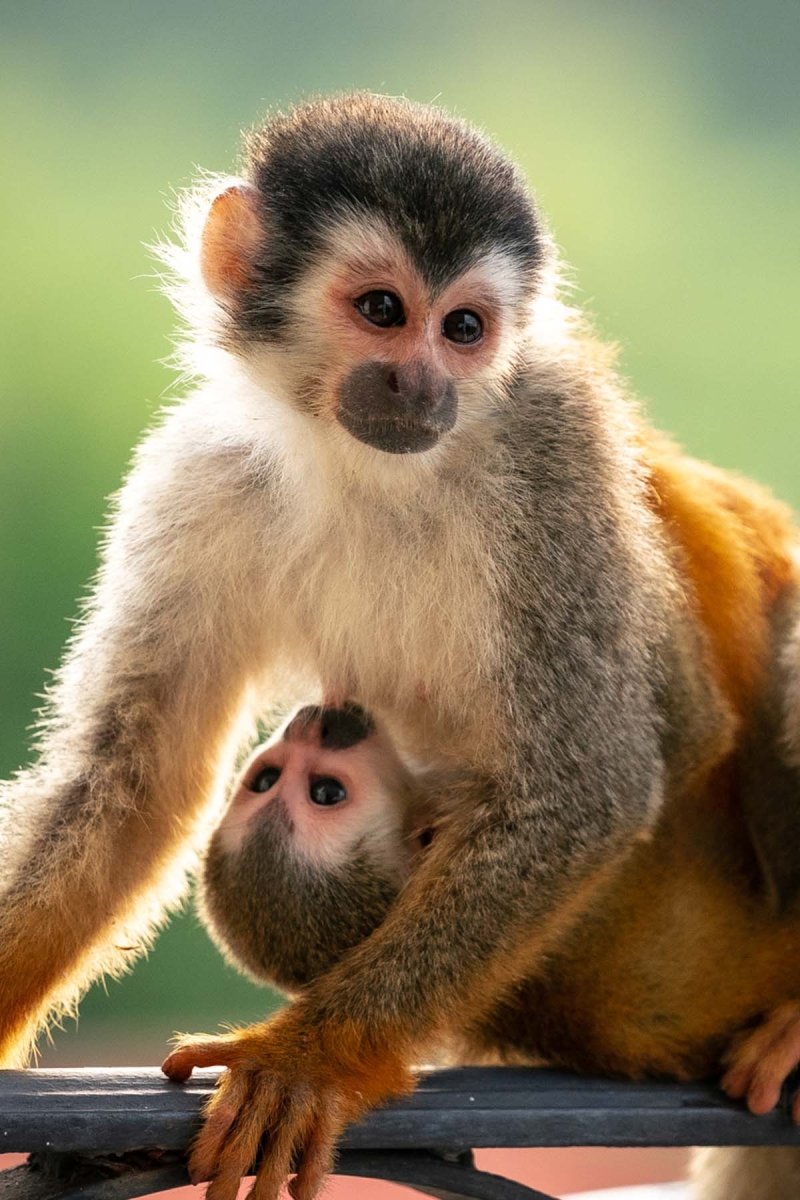 Manuel Antonio National Park Tour - Lenny Montenegro