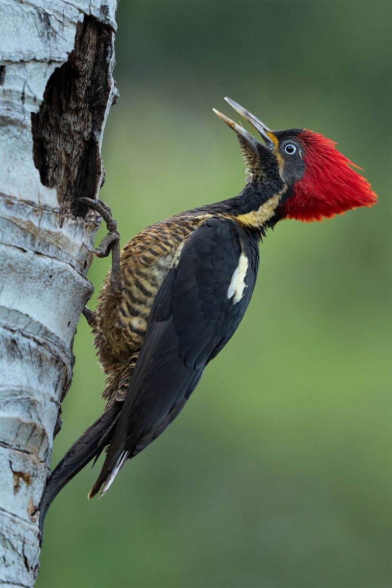Manuel Antonio National Park Tour - Lenny Montenegro
