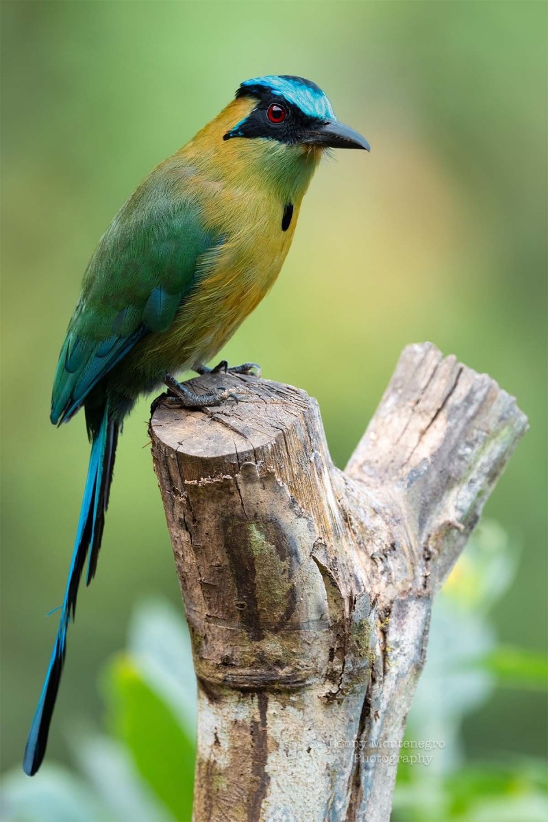 Manuel Antonio National Park Tour - Lenny Montenegro